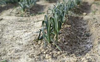 cebollas plantadas en un huerto foto