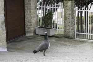 Free blue peacock in a village photo