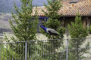 Free blue peacock in a village photo