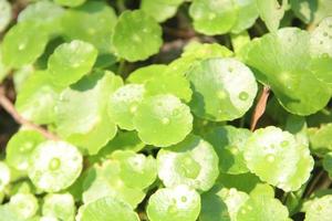 Drops of water on Water Pennywort leaves with sunlight. photo