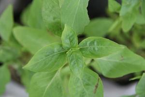 Thai basil or Sweet basil green leaves, top view. photo