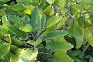 Green leaves on branch of Bryophyllum. photo