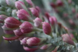 Purple black leaves are on stem of Rat's tail Cactus branch. photo