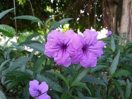 Ruellia or kencana ungu or ruellia brittoniana or ruellia tuberosa or purple ruellia flower blooming on green leaf in hanging white pot. photo