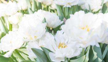 Background of white open tulips with green leaves. photo