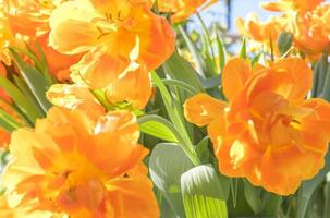 Background of orange open tulips with green leaves, large format photo