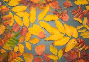 Autumn leaves with cones on a dark gray background from above. With space for text. Maple leaf texture on black paper. Minimal Thanksgiving and Halloween Seasonal Design Art. Flat lay. photo