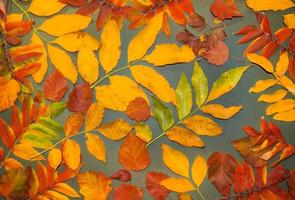 Autumn leaves with cones on a dark gray background from above. With space for text. Maple leaf texture on black paper. Minimal Thanksgiving and Halloween Seasonal Design Art. Flat lay. photo