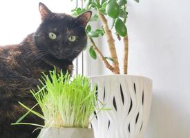 black with red spots cat eats grass at home on the windowsill. photo