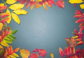 Autumn leaves with cones on a dark gray background from above. With space for text. Maple leaf texture on black paper. Minimal Thanksgiving and Halloween Seasonal Design Art. Flat lay. photo