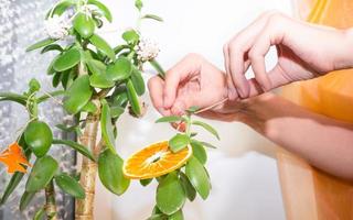 Women's hands decorate the houseplant money tree with a dry orange slice, as an alternative to the Christmas tree. Eco-friendly Christmas decor and no waste tree photo