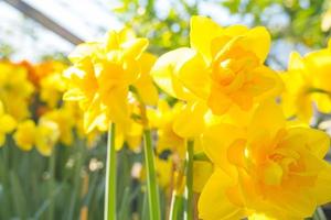 narcisos amarillos las primeras flores de primavera se cultivan en un invernadero foto