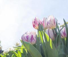 Beautiful pink and white tulips against a pale blue sky. Spring. Floral background. Selective focus. Place for text photo