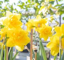 yellow daffodils the first spring flowers are grown in a greenhouse photo