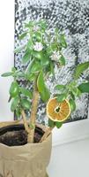 Houseplant money tree with natural Christmas decorations dry orange slices and cones, as an alternative to the Christmas tree. Eco-friendly Christmas decor and no waste tree photo