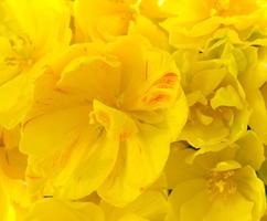 Background of yellow open tulips with green leaves, large format photo