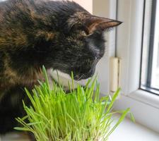 el gato doméstico come hierba fresca cerca del primer plano de la ventana. foto