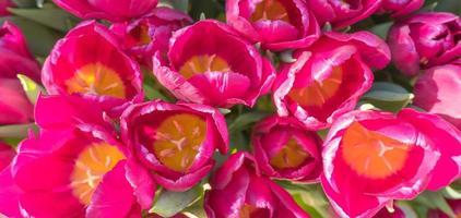 Background of bright pink tulips, top view. photo