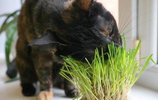 Domestic cat eats fresh grass near the window close-up. photo