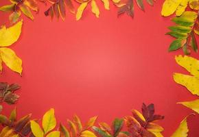 Beautiful bright autumn leaves on red paper background with copy space photo