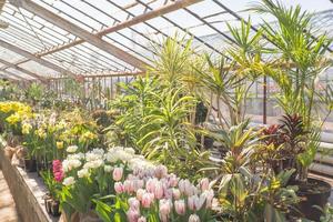 In the rays of the sun inside a large green house with tropical exotic plants spring tulips photo