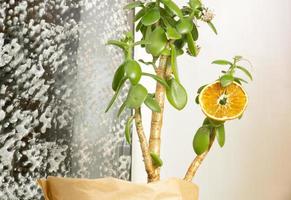 árbol de dinero de planta de interior con decoraciones navideñas naturales rodajas y conos de naranja seca, como alternativa al árbol de navidad. decoración navideña ecológica y árbol sin residuos foto