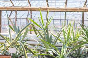 In the rays of the sun inside a large green house with tropical exotic plants photo