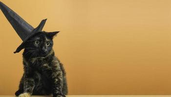 gracioso gato negro multicolor con un sombrero negro sobre el tema de una bruja para halloween sobre un fondo naranja con un lugar para el texto. foto