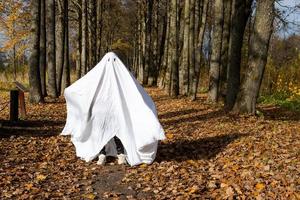 A child in sheets with cutout for eyes like a ghost costume in an autumn forest scares and terrifies. A kind little funny ghost. Halloween Party photo