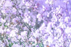 flor de flor borrosa, púrpura en el campo. hermoso crecimiento y flores en el prado que florece en la mañana, naturaleza de enfoque selectivo en el fondo del bokeh foto