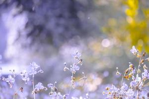 Blurred,Purple flower blossom on field. Beautiful growing and flowers on meadow blooming in the morning,selective focus nature on bokeh background,vintage style photo