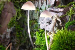 two filigree small mushrooms on moss with light spot in forest. Forest floor photo