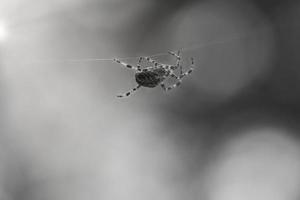 araña cruzada rodada en blanco y negro, arrastrándose sobre un hilo de araña. borroso foto