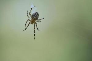 Cross spider crawling on a spider thread. Halloween fright. A useful hunter among photo