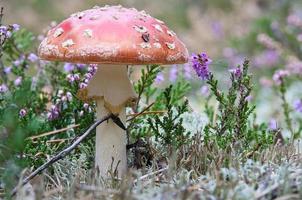Toadstool in a heather field in the forest. Poisonous mushroom. Red cap, white spot