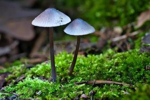 dos champiñones pequeños de filigrana sobre musgo con punto de luz en el bosque. suelo del bosque foto