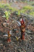 Young shoots of lilies come out of the ground in spring photo