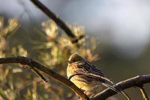 Serin on a branch, closeup photo