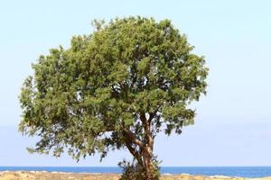 plantas verdes y flores a orillas del mar mediterráneo en el norte de israel. foto