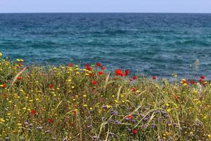Green plants and flowers on the shores of the Mediterranean Sea in northern Israel. photo