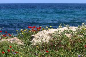 Green plants and flowers on the shores of the Mediterranean Sea in northern Israel. photo