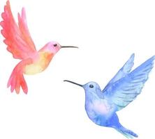 Watercolor tropical birds hummingbirds isolated on white background vector