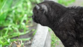 Chat noir scottish fold marchant en plein air, près du chalet video