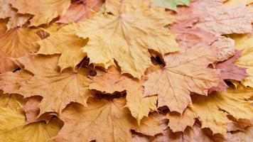 vol kader spinnen achtergrond van droog geel herfst esdoorn- bladeren, lusvormige video