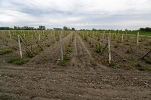 The view of vineyards in a rural area. Central Asia photo