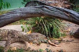 Lace Monitor Lizard photo