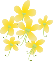Gelbe Ratchaphruek-Blume für das thailändische Songkran-Wasserfestival png