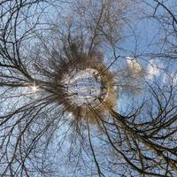 Winter tiny planet in snow covered pinery forest. transformation of spherical panorama 360 degrees. Spherical abstract aerial view in forest. Curvature of space. photo