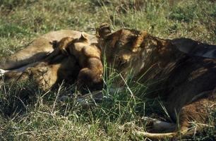 Lions in the African savannah with young animals photo