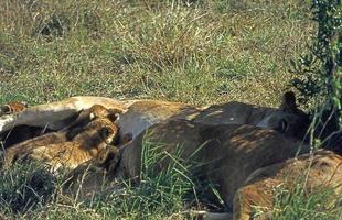 Lions in the African savannah with young animals photo